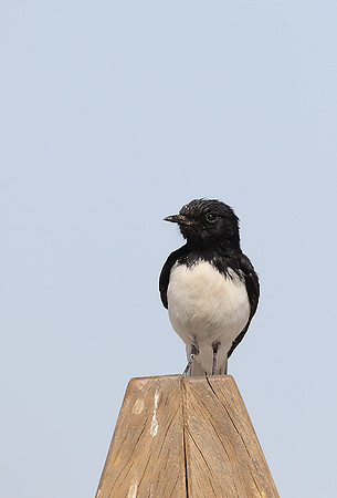 Hume's Wheatear