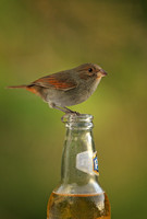 Lesser Antillean Bullfinch