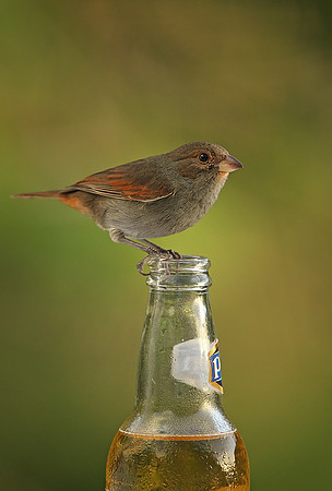 Lesser Antillean Bullfinch