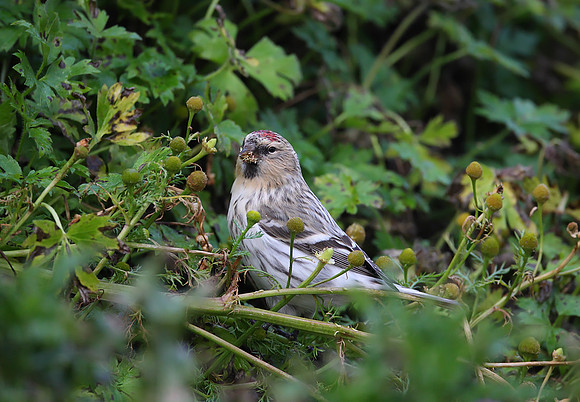 Hornemann's Arctic Redpoll
