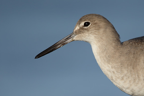 Willet
