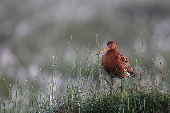 Black-tailed Godwit