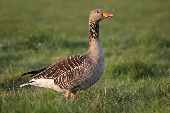 Greylag Goose