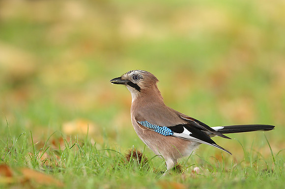 Jay