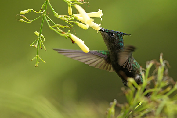 Antillean Crested Hummingbird