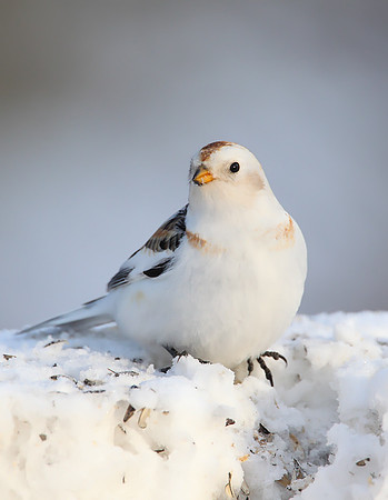 Snow Bunting