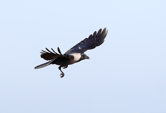 House Crow