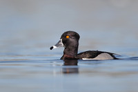 Ring-necked Duck