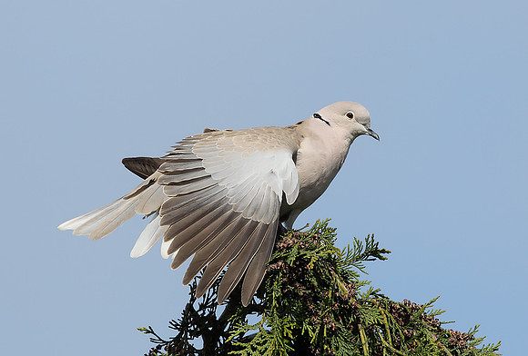 Collared Dove