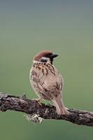 Sparrows