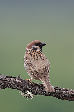 Tree Sparrow