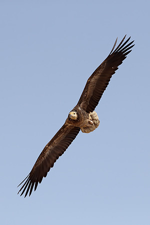 Egyptian Vulture