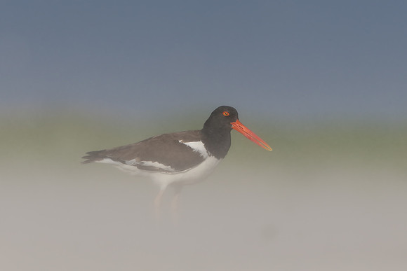 American Oystercatcher