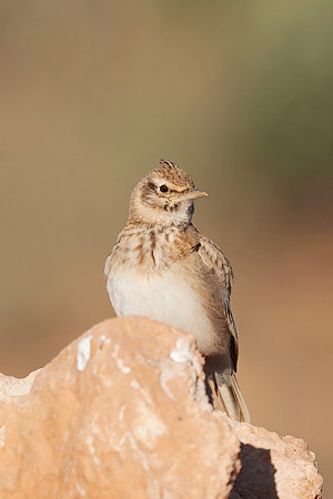 Crested Lark