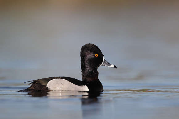 Ring-necked Duck
