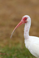 American White Ibis