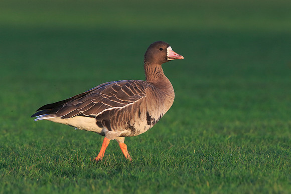 White-fronted Goose