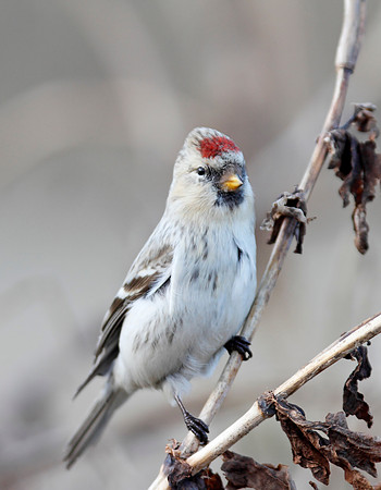 Hornemann's Arctic Redpoll