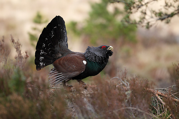 Capercaillie