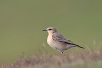 Isabelline Wheatear