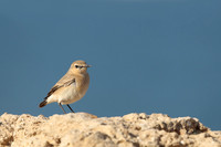 Isabelline Wheatear
