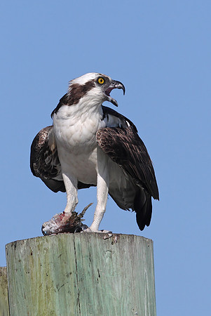 Osprey
