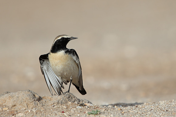 Desert Wheatear
