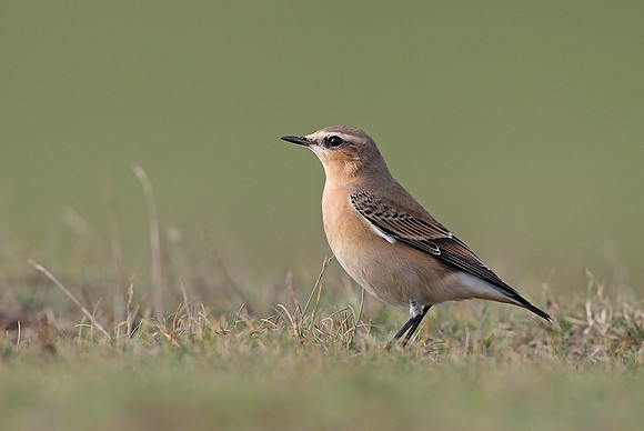 Northern Wheatear