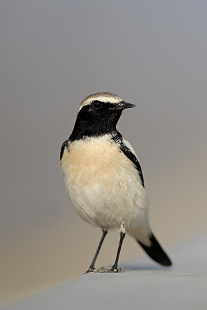Desert Wheatear