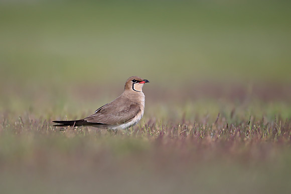 Collared Pratincole