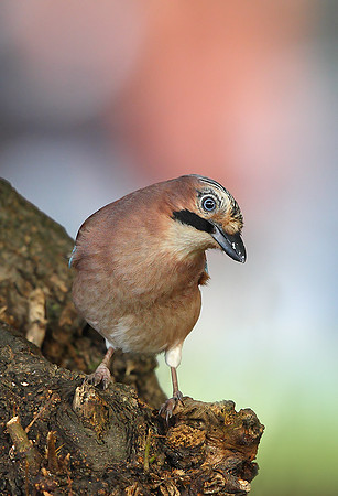Jay