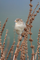 House Sparrow