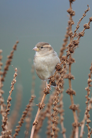 House Sparrow
