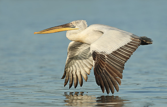 Dalmatian Pelican