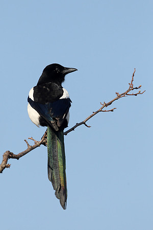 Magpie