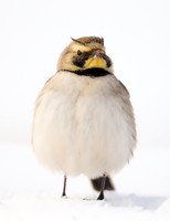 Larks