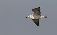 Heuglin's Gull