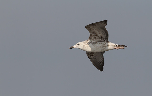 Heuglin's Gull