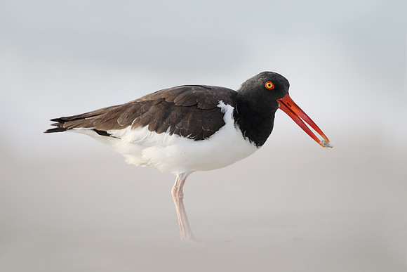 American Oystercatcher
