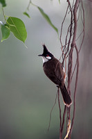 Bulbuls