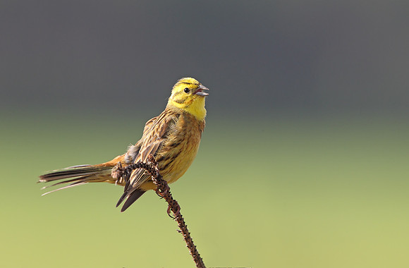 Yellowhammer
