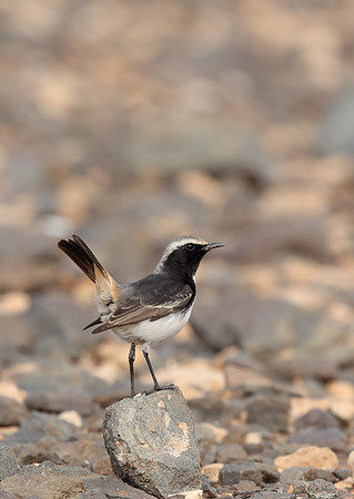 Red-rumped Wheatear