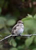Spotted Flycatcher