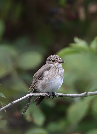 Spotted Flycatcher