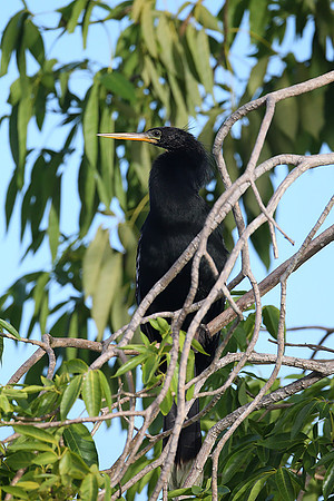 Anhinga