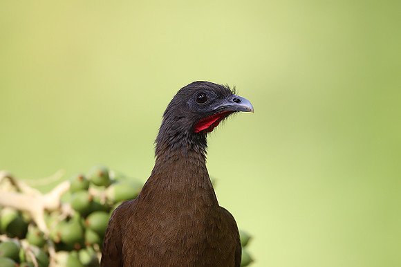 Rufous-vented Chachalaca