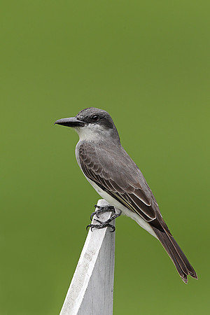 Grey Kingbird
