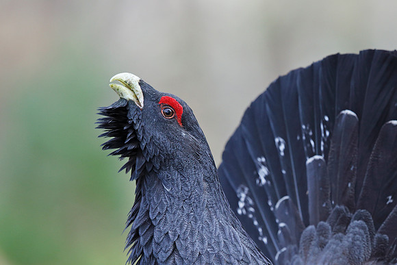 Capercaillie