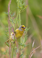 Finches