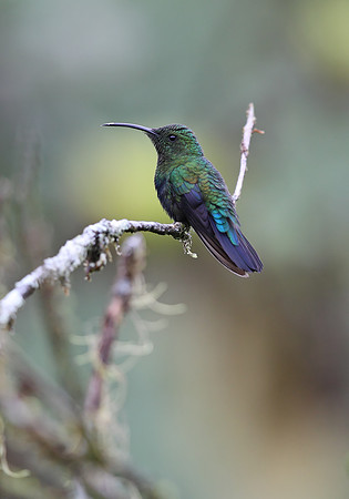 Green-throated Carib